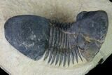 Bargain, Paralejurus Trilobite - Morocco #165924-5